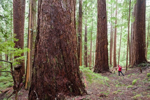 Old-growth Douglas-fir trees in the endangered Cameron Valley Ancient Forest near Port Alberni -Island Timberlands private lands.