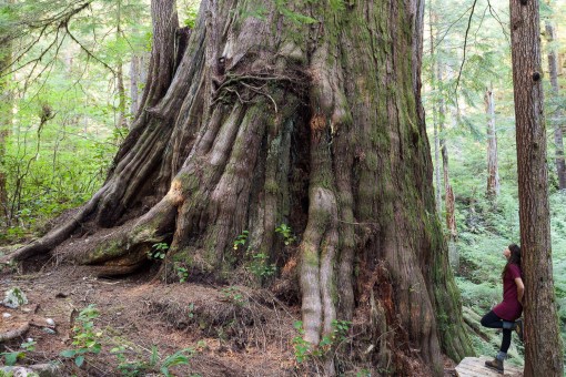 The Castle Giant is a monumental redcedar growing in the unprotected Walbran Valley on Vancouver Island. This redcedar measures over 16 ft wide at the base and was used by scientists for canopy research projects.