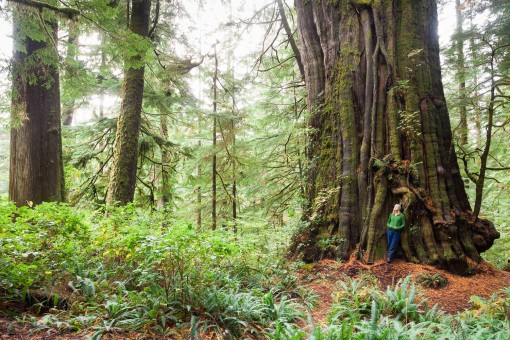 Canada's largest tree (also the largest redcedar in the world), the Cheewhat Giant! Located in Pacific Rim National Park Reserve near Carmanah on Vancouver Island. Height: 182 ft (55.5 m) Diameter: 19 ft (5.7 m) Volume: 450 m3