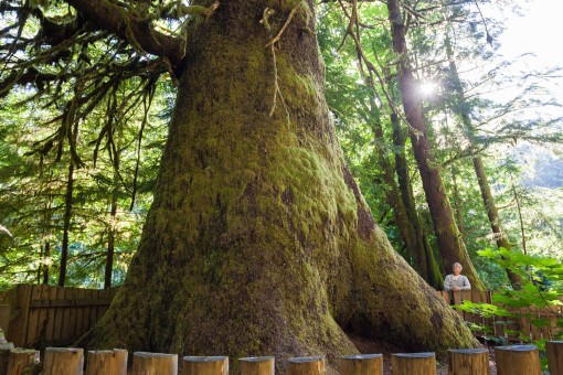 The Harris Creek Spruce, which grows alongside the road from Lake Cowichan to Port Renfrew. Easily accessible by a short path. Watch for a small 'Point of Interest' sign while driving the Pacific Marine Circle Route.