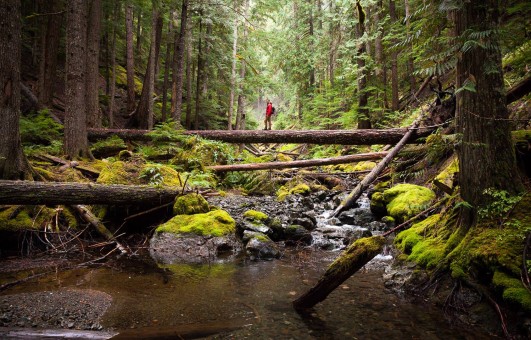 Katlum Creek near Comox Lake and Port Alberni. Photo: TJ Watt