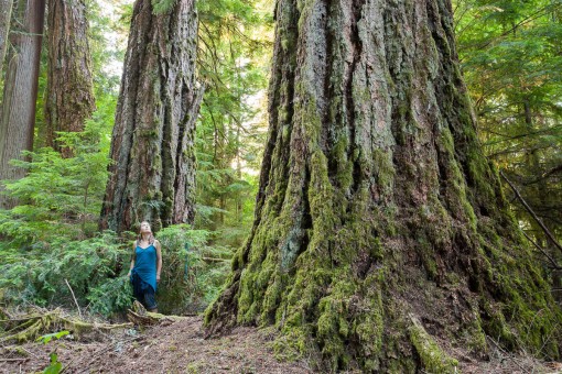 Koksilah Ancient Forest - TimberWest private lands, Shawnigan Lake, BC.