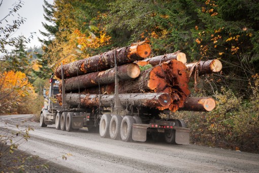 Logging trucks loaded with giant old-growth cedar trees are a common sight on Vancouver Island, including along the shores of Lake Cowichan. Photo: TJ Watt / Ancient Forest Alliance