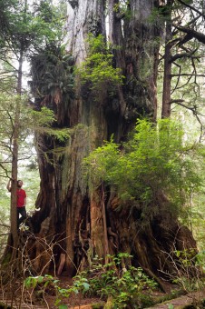 The Hanging Garden Tree