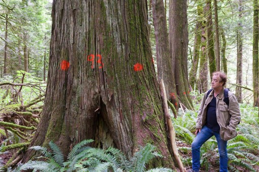 Private landowner, Stephen Ben-Oliel, with spray painted cedar trees at Echo Lake.