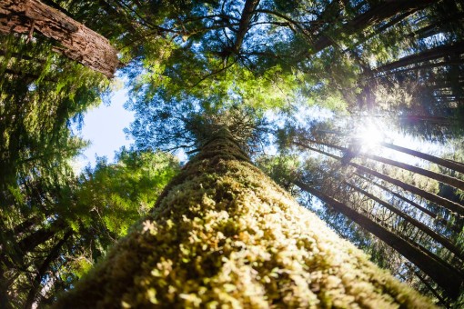 Temperate rainforest - endangered Central Walbran Valley