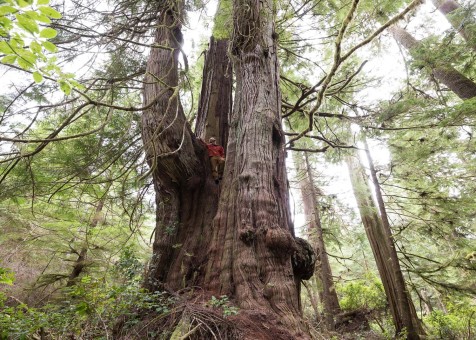 The 'Fortress Cedar' in the Jurassic Grove!