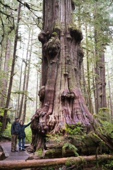 Nicholas de Pencier and Jennifer Baichwal stand beside a monumental western redcedar in Avatar Grove near Port Renfrew on Vancouver Island.