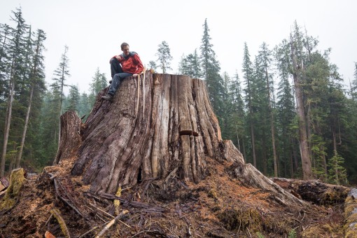 AFA's TJ Watt sitting atop a giant old-growth redcedar stump in a clearcut near Port Renfrew that was featured in the film.