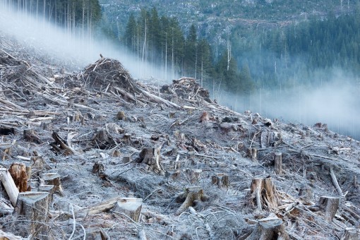 Early morning mist drifts over a frosty old-growth clearcut on Edinburgh Mt. featured in the film.