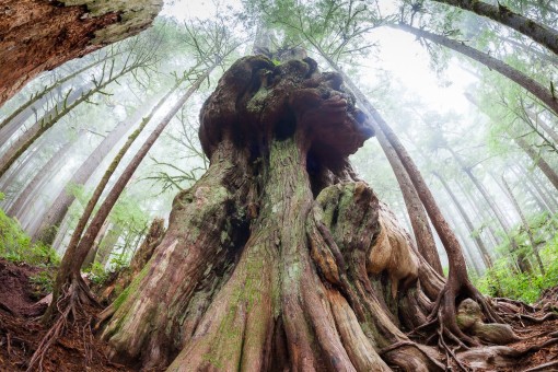 The 'Gnarly Tree' at Avatar Grove in Port Renfrew in Pacheedaht territory. This western redcedar has one of the most amazing burls we've ever seen!