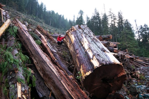 Nahmint Valley - BC Timber Sales