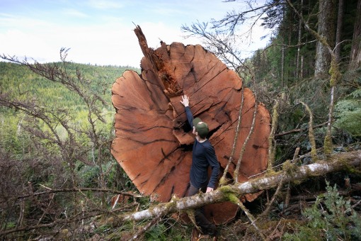 Nahmint Valley - BC Timber Sales