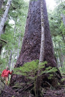 Just 50 meters away from the active cutblock stands this Douglas-fir tree, the 6th widest Douglas-fir tree on record, according to the BC Big Tree Registry, and the 7th widest when including the Alberni Giant in the Nahmint Valley. While the near record-sized tree is located within a Wildlife Habitat Area, it remains vulnerable to future logging. Circumference: 33'9". Diameter 10'8".