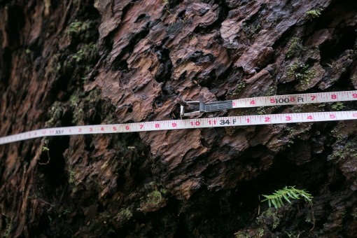 Just 50 meters away from the active cutblock stands this Douglas-fir tree, the 6th widest Douglas-fir tree on record, according to the BC Big Tree Registry, and the 7th widest when including the Alberni Giant in the Nahmint Valley. While the near record-sized tree is located within a Wildlife Habitat Area, it remains vulnerable to future logging. Circumference: 33'9". Diameter 10'8".