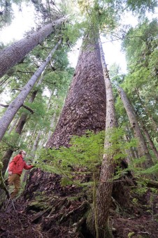 Just 50 meters away from the active cutblock stands this Douglas-fir tree, the 6th widest Douglas-fir tree on record, according to the BC Big Tree Registry, and the 7th widest when including the Alberni Giant in the Nahmint Valley. While the near record-sized tree is located within a Wildlife Habitat Area, it remains vulnerable to future logging. Circumference: 33'9". Diameter 10'8".