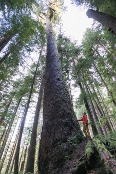 Just 50 meters away from the active cutblock stands this Douglas-fir tree, the 6th widest Douglas-fir tree on record, according to the BC Big Tree Registry, and the 7th widest when including the Alberni Giant in the Nahmint Valley. While the near record-sized tree is located within a Wildlife Habitat Area, it remains vulnerable to future logging. Circumference: 33'9". Diameter 10'8".