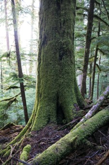 Fuzzy green hemlock