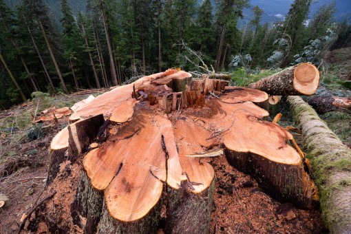 Old-growth cedar stump.