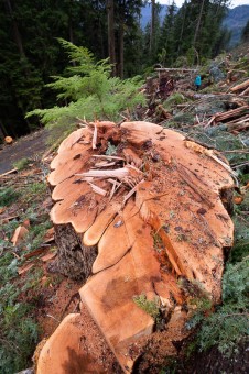 Old-growth cedar stump.