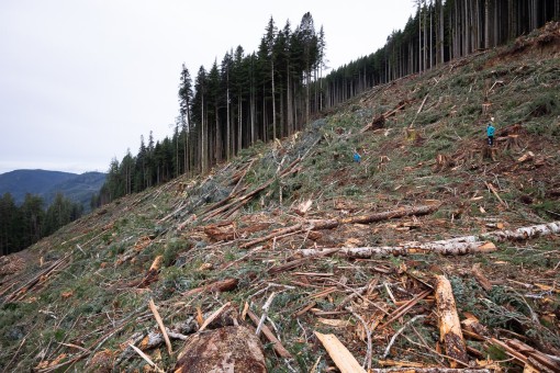 Clearcut logging on Edinburgh Mountain.