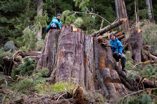 Ancient Forest Alliance's Rachel Ablack and Endangered Ecosystems Alliance's Ken Wu atop the stump of a 7ft wide redcedar tree just cut down on Edinburgh Mt.