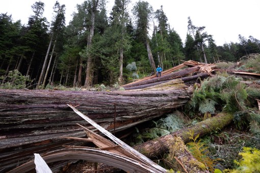 Ken Wu atop a giant pile of old-growth redcedar trees cut down by Teal-Jones on Edinburgh Mountain.