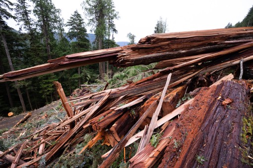 Smashed ancient cedar.