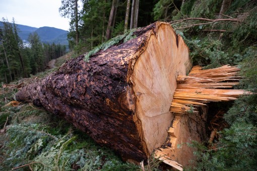 An extremely rare old-growth Douglas-fir tree (1% remain) measuring 6ft wide cut down.