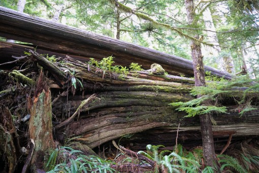 A giant nurse log in the cutblock