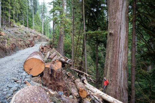 Road construction through old-growth on Edinburgh Mountain. Logging has since begun.