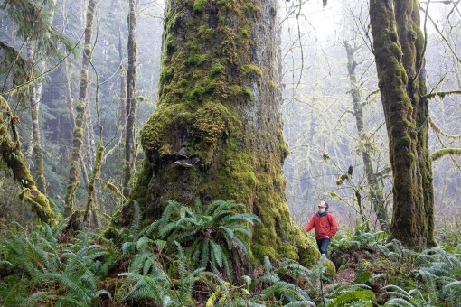 Another enormous spruce in the grove measuring over 11.5 feet wide and 207 feet tall!