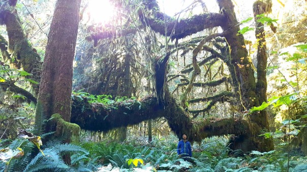 The Wolly Giant! This bigleaf maple ranks as the ninth widest on the Big Tree Registry with a diameter of 2.29m or 7'6". It also may very well have the longest horizontal branch of any tree in BC, measuring 23.1m (76ft) long!