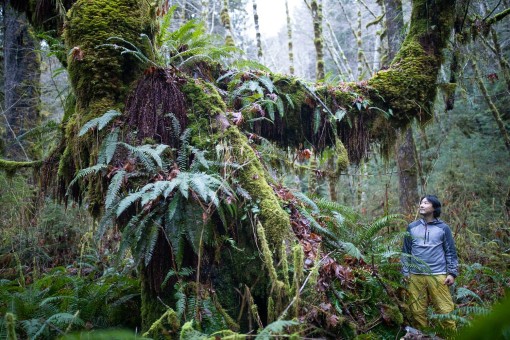 One of many shaggy bigleaf maple trees