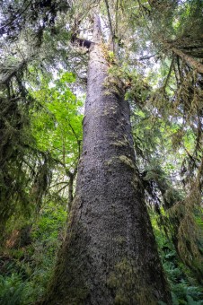 It's a towering tree! We are working to obtain a height measurement but it's surely over 200ft tall.