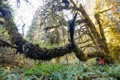 The Wolly Giant! This bigleaf maple ranks as the ninth widest on the Big Tree Registry with a diameter of 2.29m or 7'6". It also may very well have the longest horizontal branch of any tree in BC, measuring 23.1m (76ft) long!