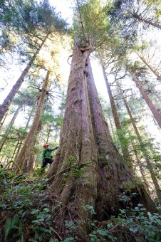 Expedition Old-Growth's Matthew Beatty beside a giant western redcedar tree.