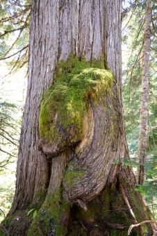 Yellow cedar burls