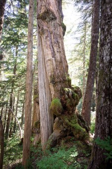 Yellow cedar burls