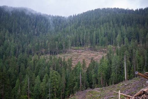 Old-growth logging by Teal-Jones.