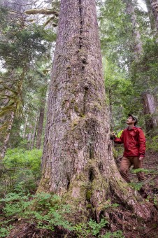 Giant hemlock