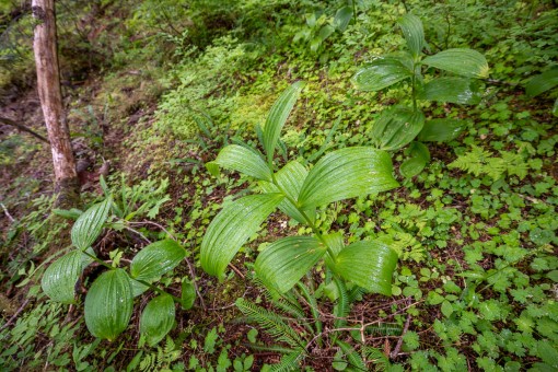 Indian hellebore