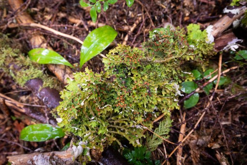 Lobaria lichen