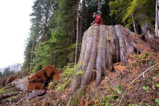 A giant redcedar recently cut down by Teal-Jones.