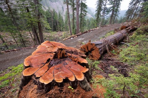 A giant redcedar recently cut down by Teal-Jones.