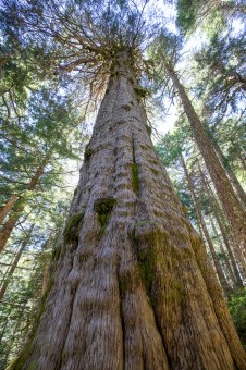 A monumental old-growth yellow cedar tree.