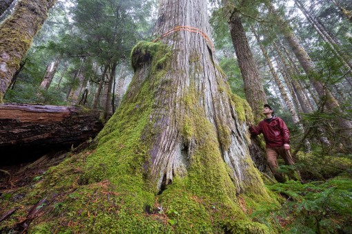 A truly beautiful and ancient western redcedar measuring 10ft or 3m wide.