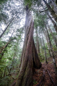 An incredible twisted cedar ?