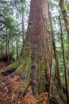 Bear den cedar on the edge of the cutblock. This tree might be left standing, but it would be all on its own surrounded by a clearcut.