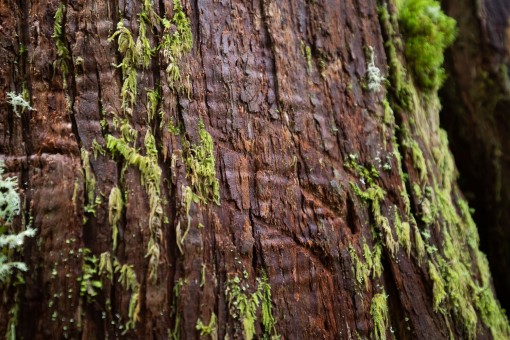 Bear claw marks